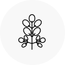 Moringa Oleifera Seed O